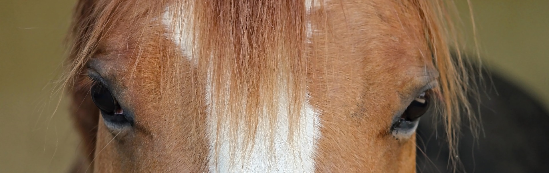 Gulf Coast Equine Veterinary Services