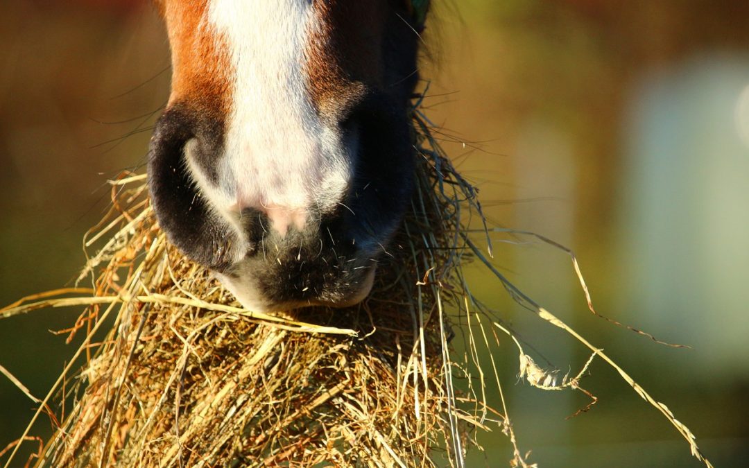Choosing Hay