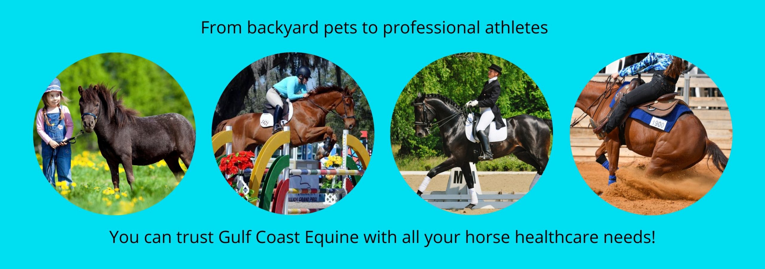Gulf Coast Equine Veterinary Services Sarasota