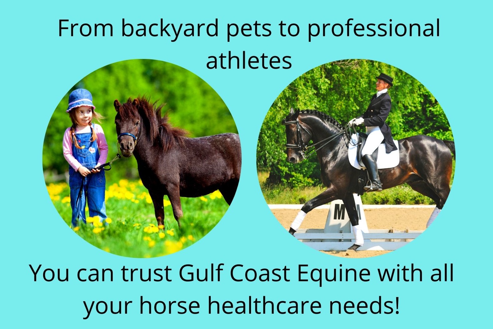 sport horse lameness vet Sarasota