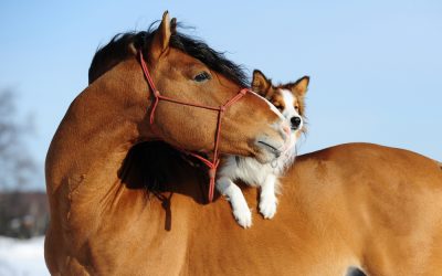Equine Insurance