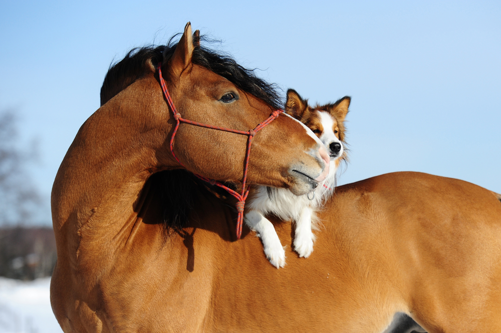 Equine Insurance Gulf Coast Equine Veterinary Services