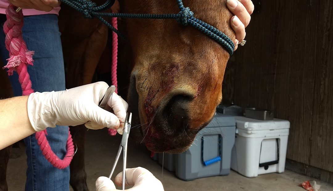 Gulf Coast Equine Veterinary Services Sarasota Florida