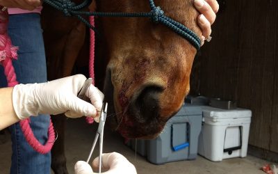 Emergency Preparedness