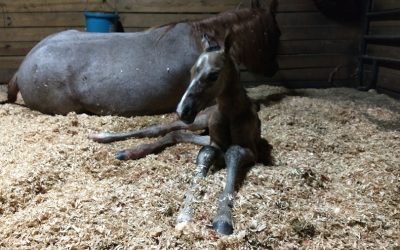 Foaling Part 2