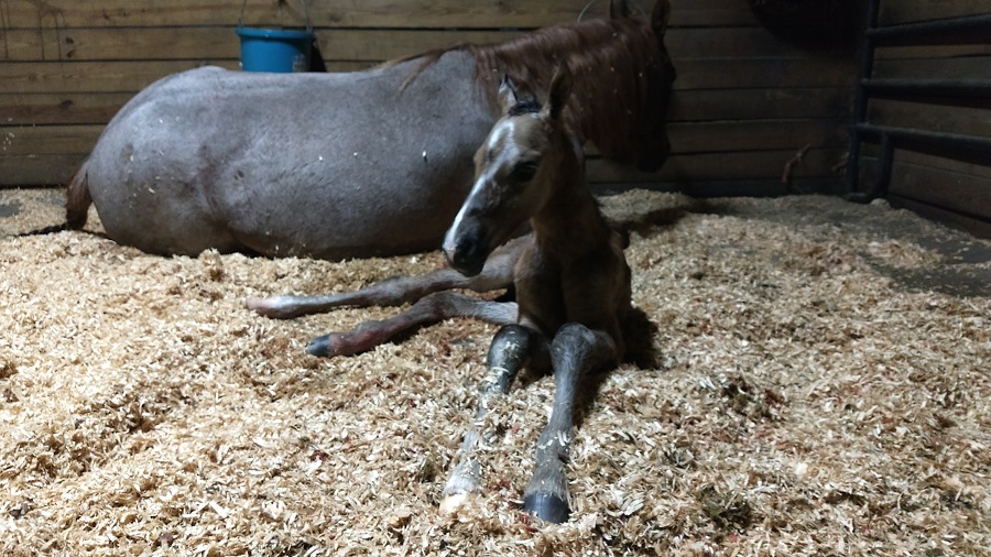 Gulf Coast Equine Veterinary Services Sarasota FL