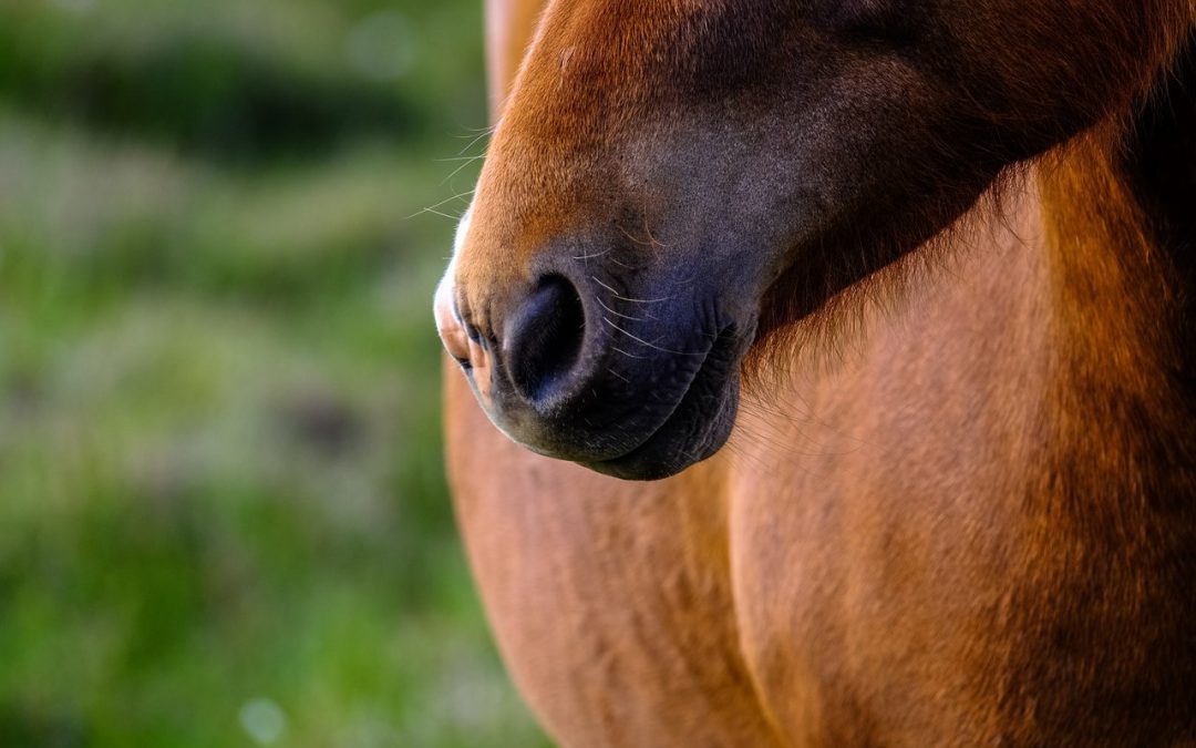 Gulf Coast Equine Veterinary Services