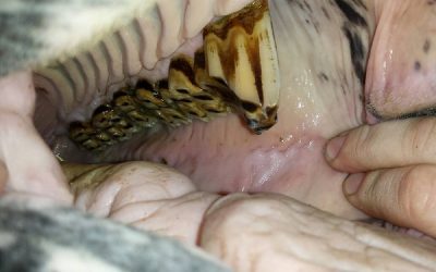Equine Dental Care