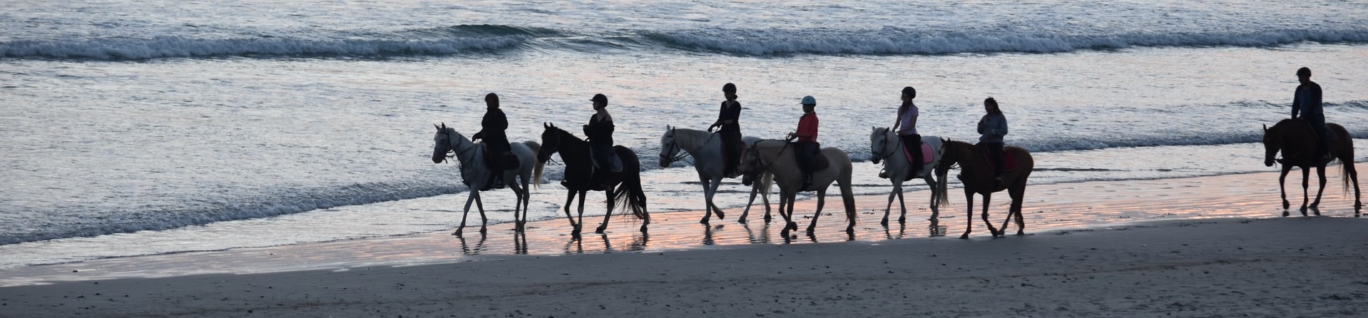 Gulf Coast Equine Veterinary Services Sarasota FL