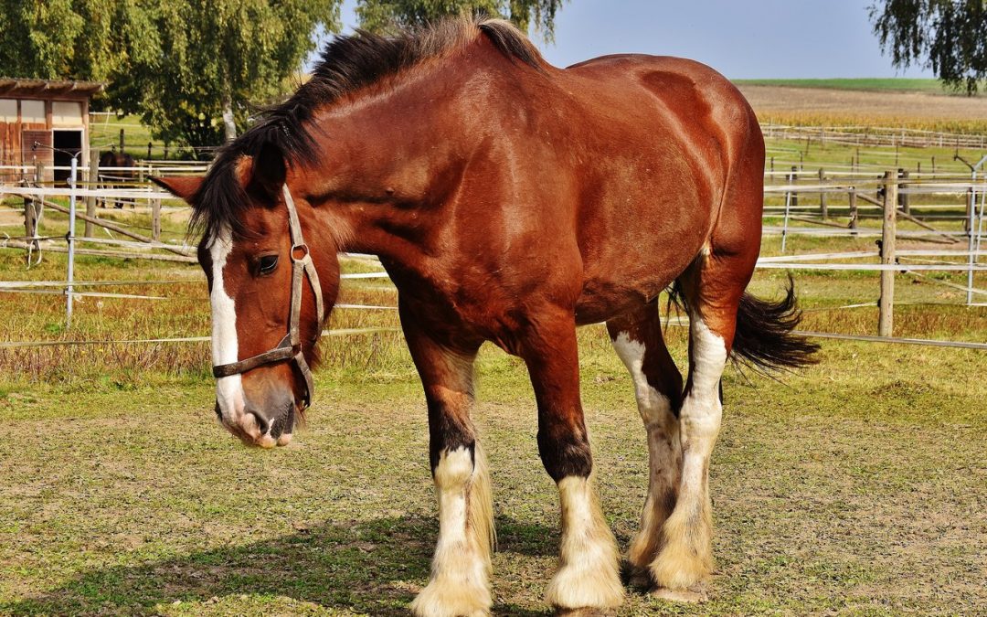 Gulf Coast Equine Veterinary Services Sarasota FL