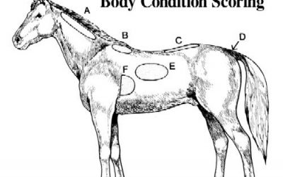 Body Condition Score