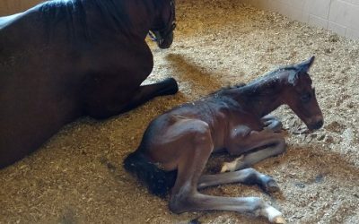 Foaling Part 1