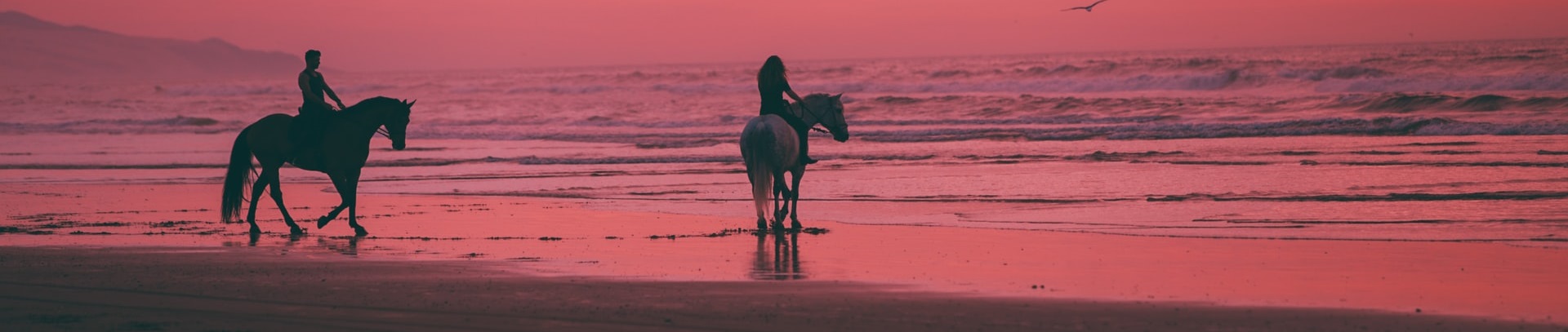 Gulf Coast Equine Veterinary Servces