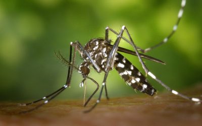 West Nile Virus