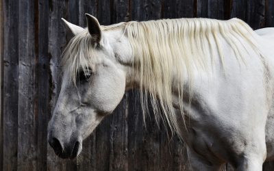 Caring for Older Horses